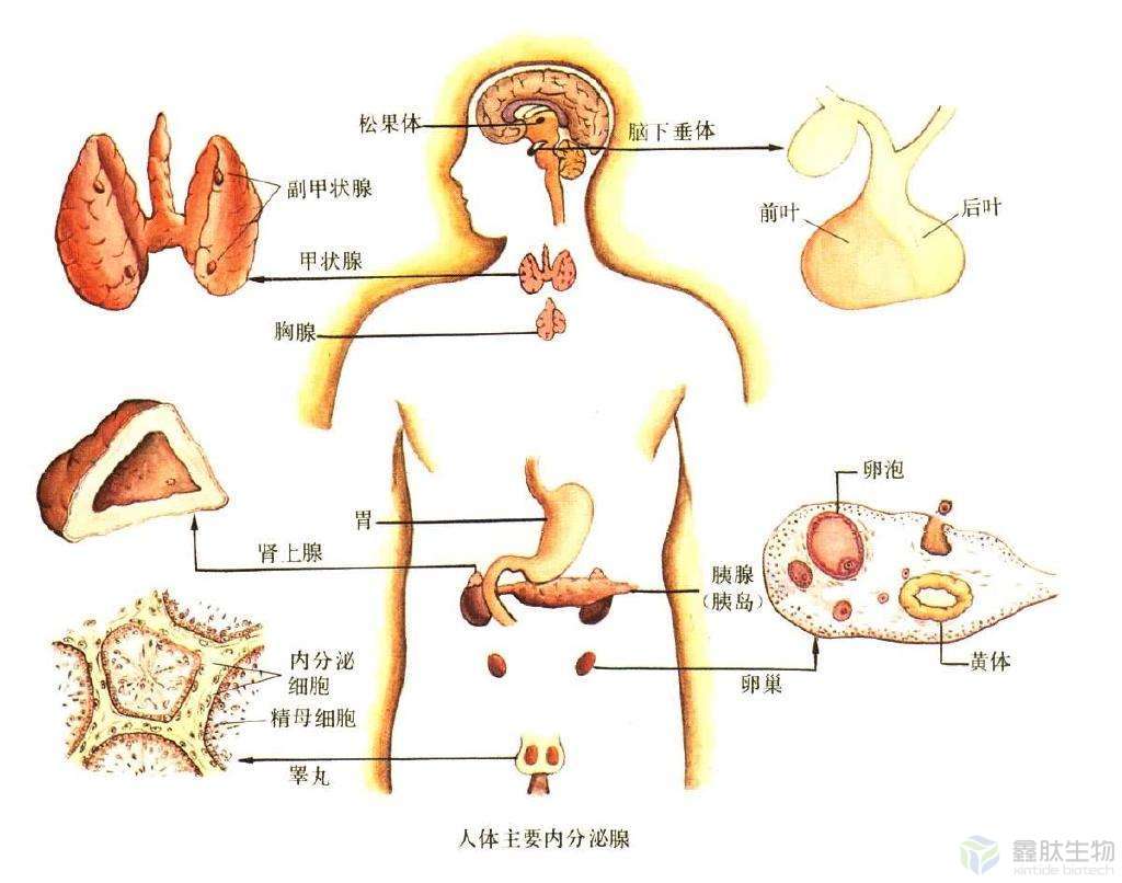 肽与人体九大系统的关系!