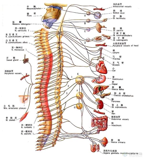 按支配对象分按位置分—中枢神经系统—脑,脊髓周围神经系统